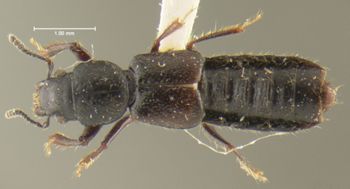 Media type: image;   Entomology 24059 Aspect: habitus dorsal view